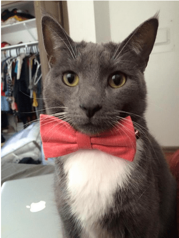 cat with a tie