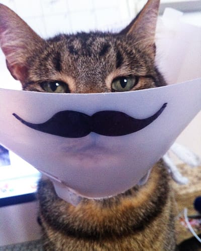 Cat Cone Moustache