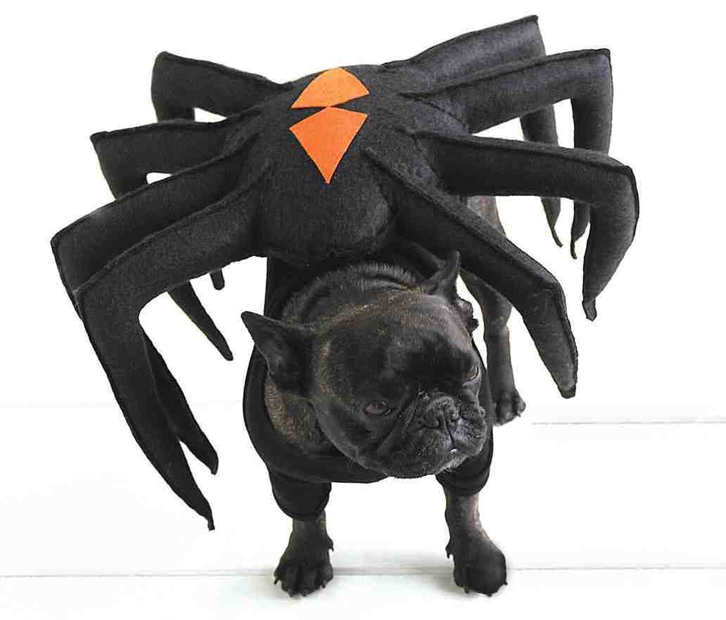 Spider dog costume