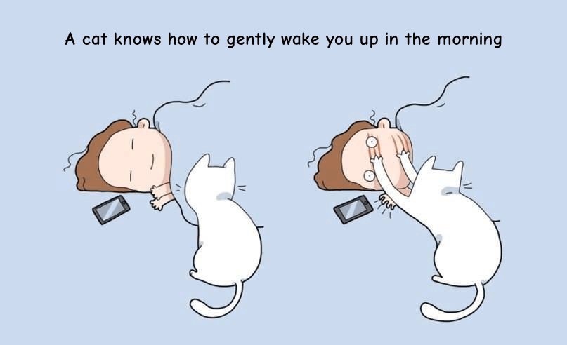 cats wake you up in the morning
