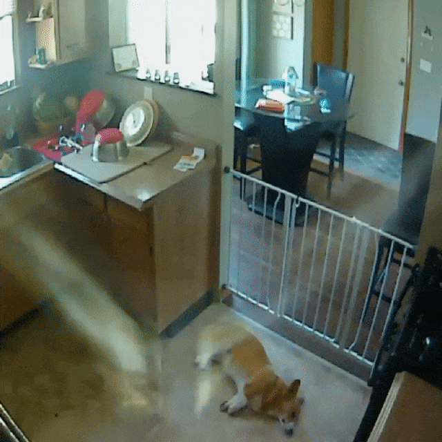 dreaming corgi secretly caught on dog camera