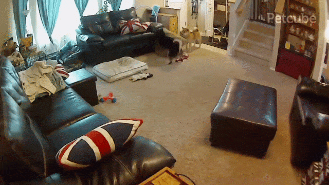 dog caught destroying house on pet cam