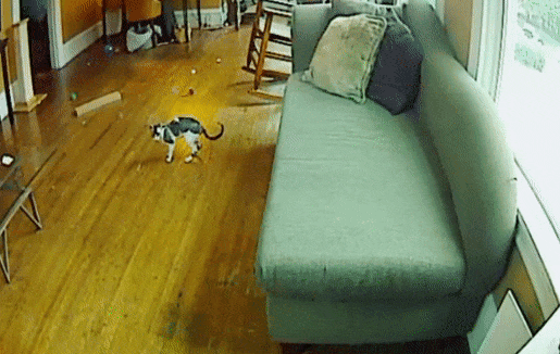 cray cat doing parkour