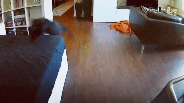 cats caught chasing one another on secret pet cam