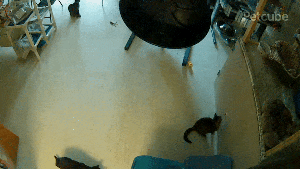 shelter cat playing with laser caught on pet camera
