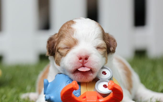 12 Must-Have New Puppy Supplies