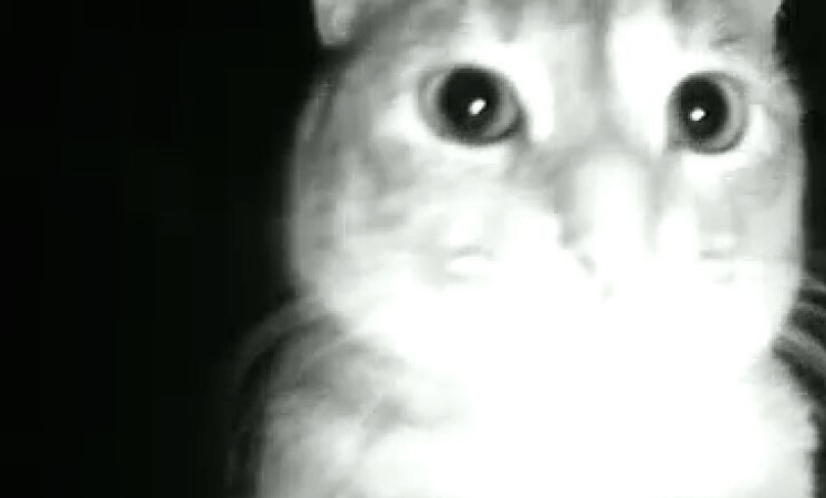 Pets Caught on Night Vision Camera