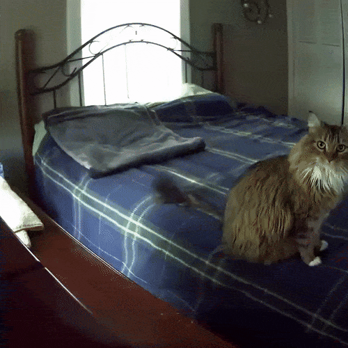 cat touching a Petcube camera