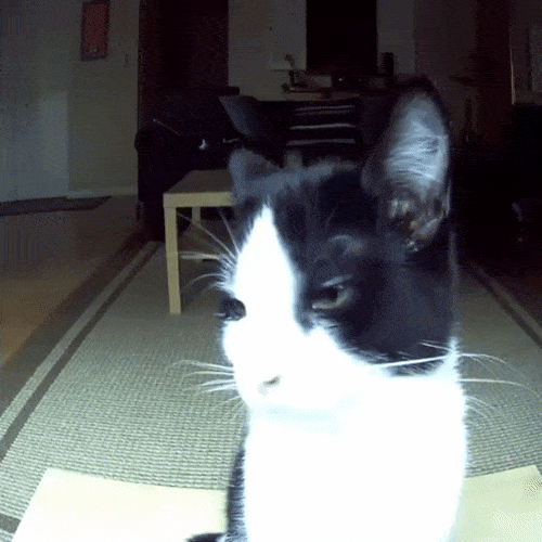 cat attacking pet camera