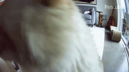 cat sniffing a Petcube cam