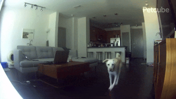 Uh Oh...These Pets Discovered The Pet Cam!