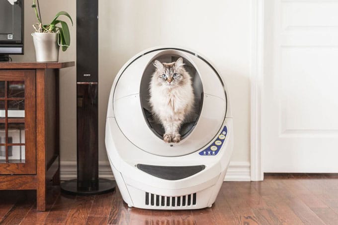 Photo of a cat inside the Litter Robot