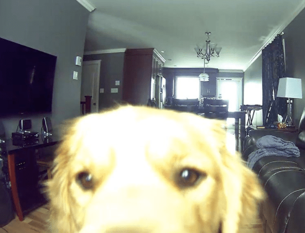 dog discovered a pet cam