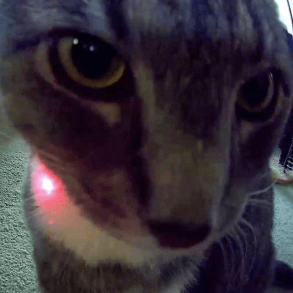 close-up cat near a camera