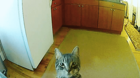 cat staring at camera