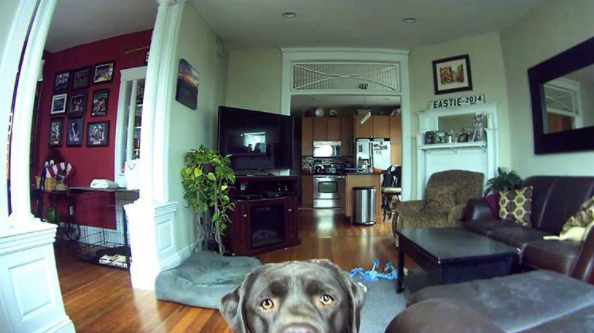 dog looking at pet camera