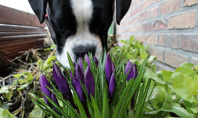 10 Plants Poisonous to Cats and Dogs