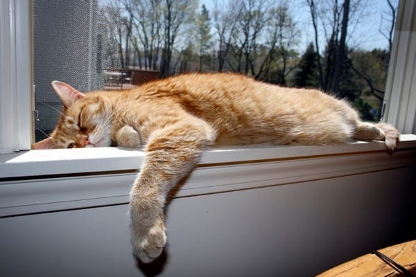 orange cat on a windowsill