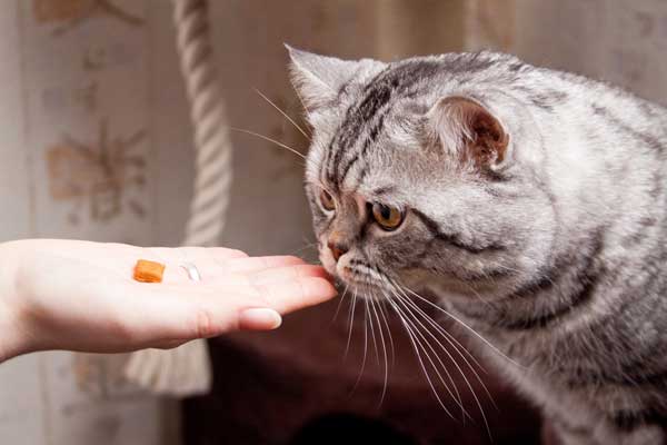 cat hand feed