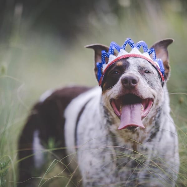 dog with a crown