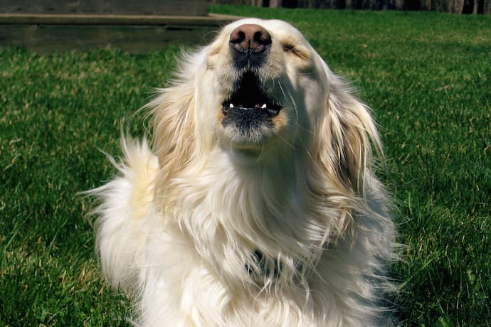3 Simple Tips on How to Get a Dog to Stop Barking