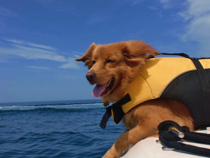 Dog in a life vest
