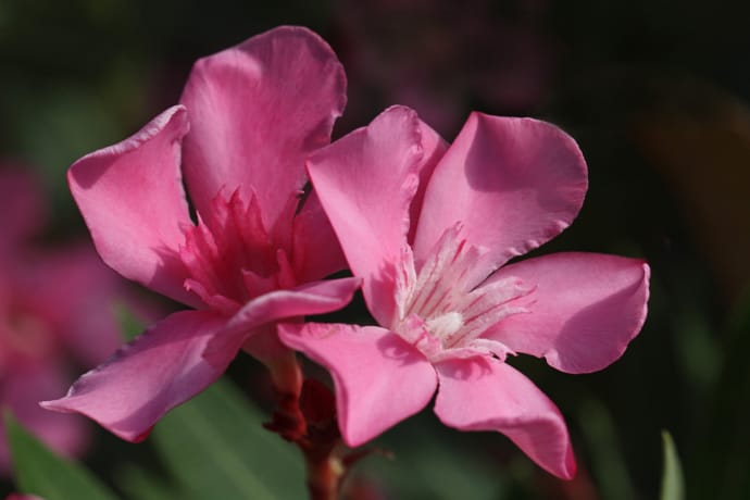 Oleander Plant