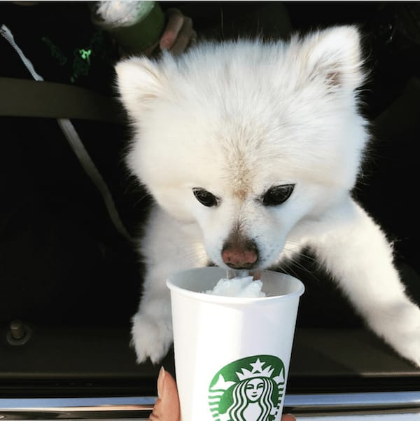 10 Dogs Addicted to Starbucks Puppuccinos