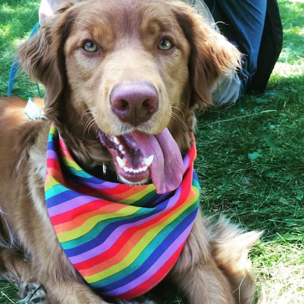 pride parade colorful dog
