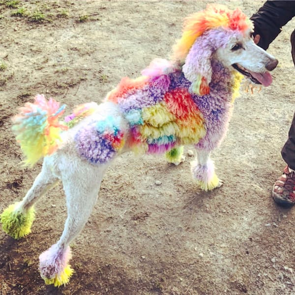 pride parade colorful dog