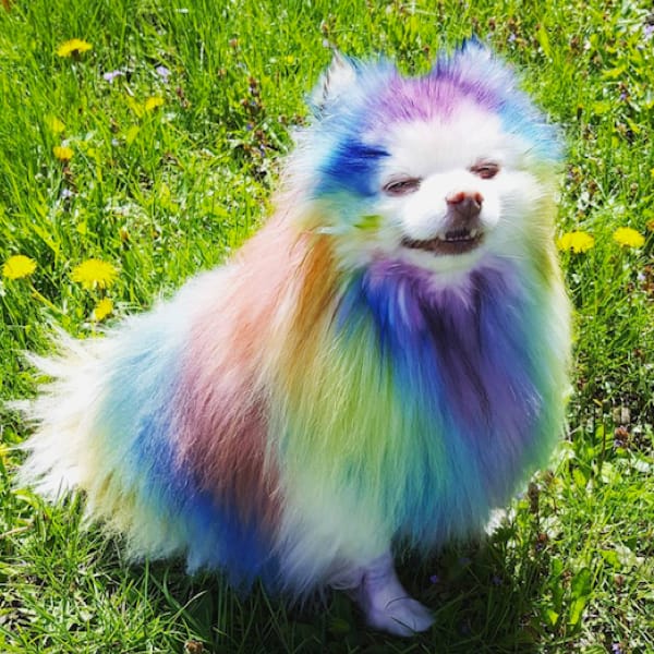 prideful pomeranian dog