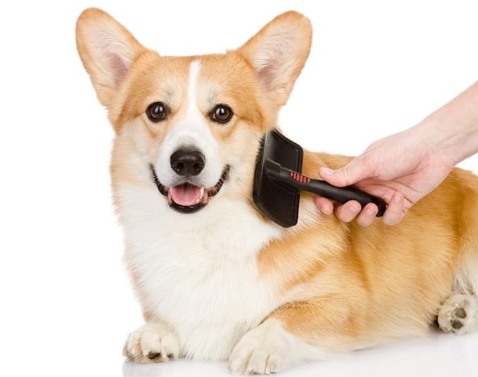 Brushing a dog