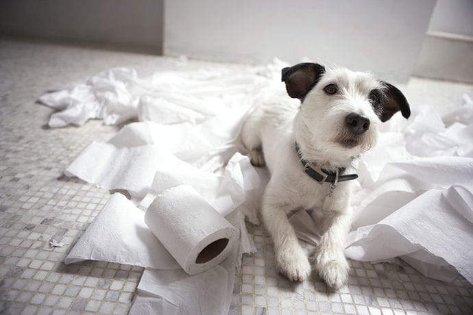 Dog lying on chewed toilet paper