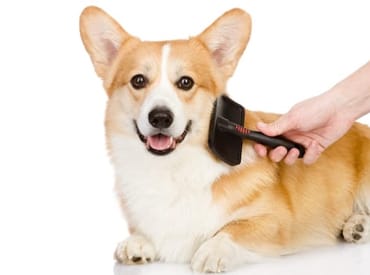 Everything You Need to Know About Dog Grooming