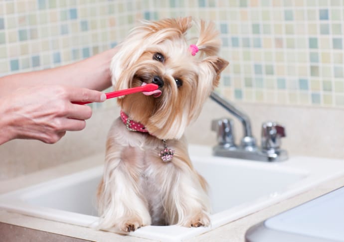 Dog Teeth brushing