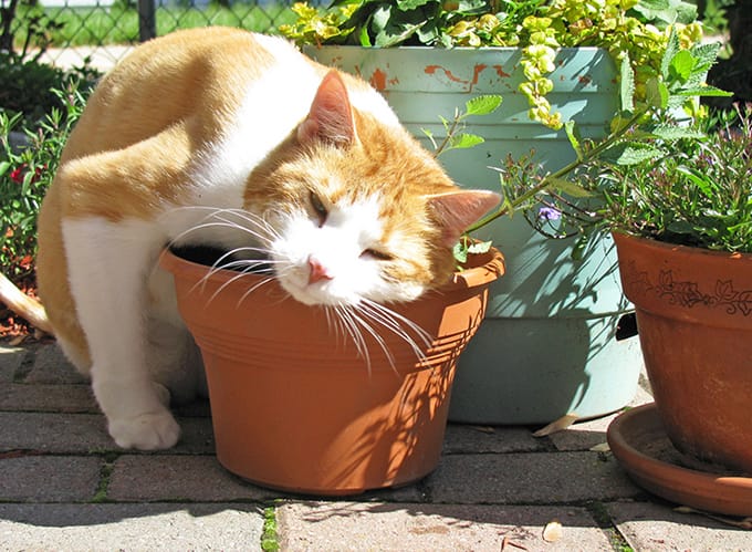 Cat rubbing its head against the flower pot