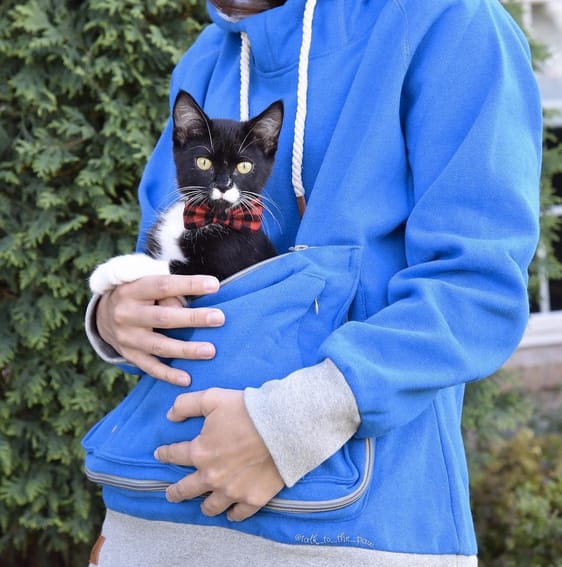 mewgaroo cat in a pocket