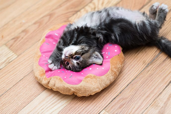 cat on a donut pillow