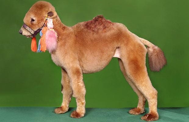 Camel dog hairstyle