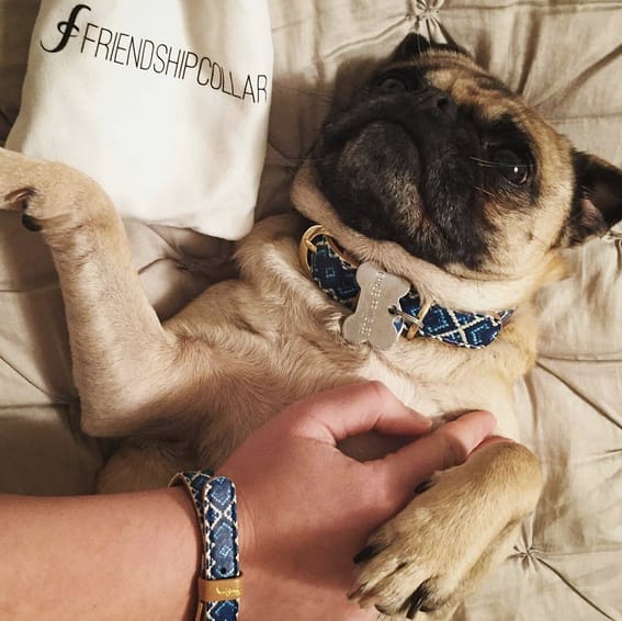 friendship collar dog