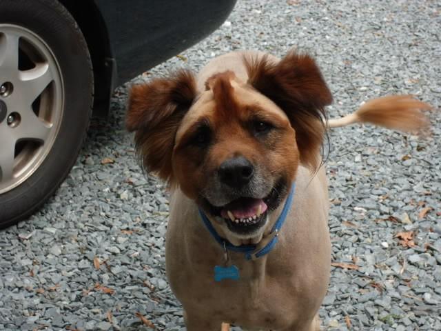 Mohawk and fluffy ears dog haircut