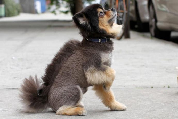 23 Hilariously Awful Dog Haircuts You Have To See