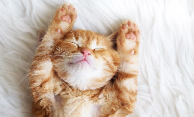 happy kitten paws