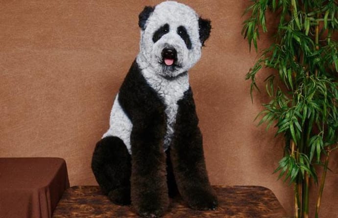 Panda dog haircut