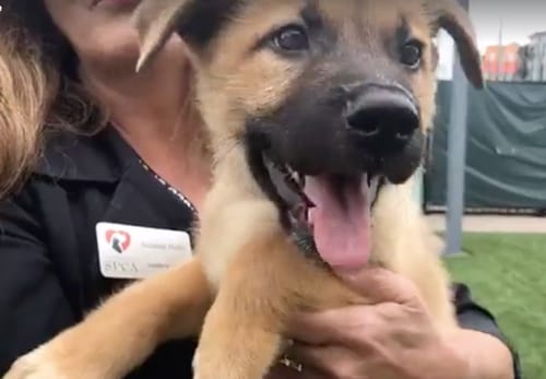 Meet Hurricane Harvey Dogs! Texas Puppies Rescued By SF SPCA