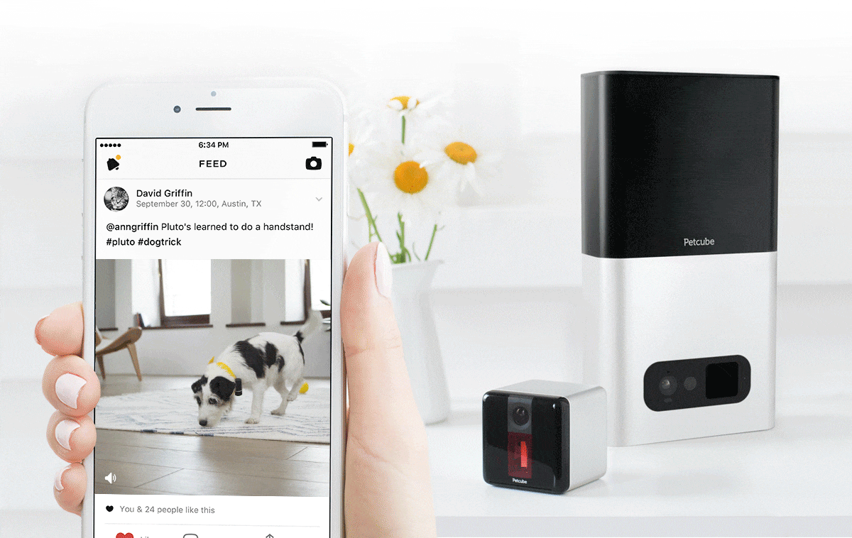 Petcube iOS app video feed, mentions, hashtags