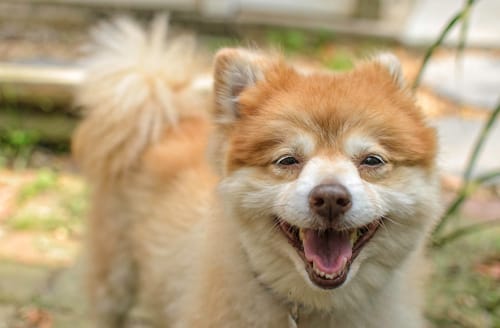 Why You Should Adopt Senior Dogs