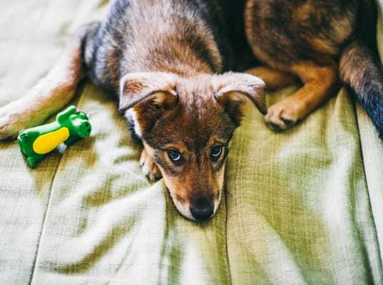 Separation Anxiety In Dogs: The Definitive Guide