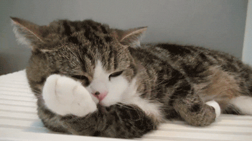 Cat licking a paw
