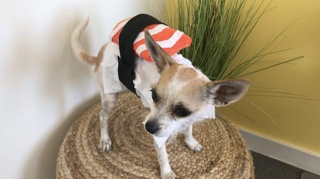 Dog Sushi Costume For Halloween